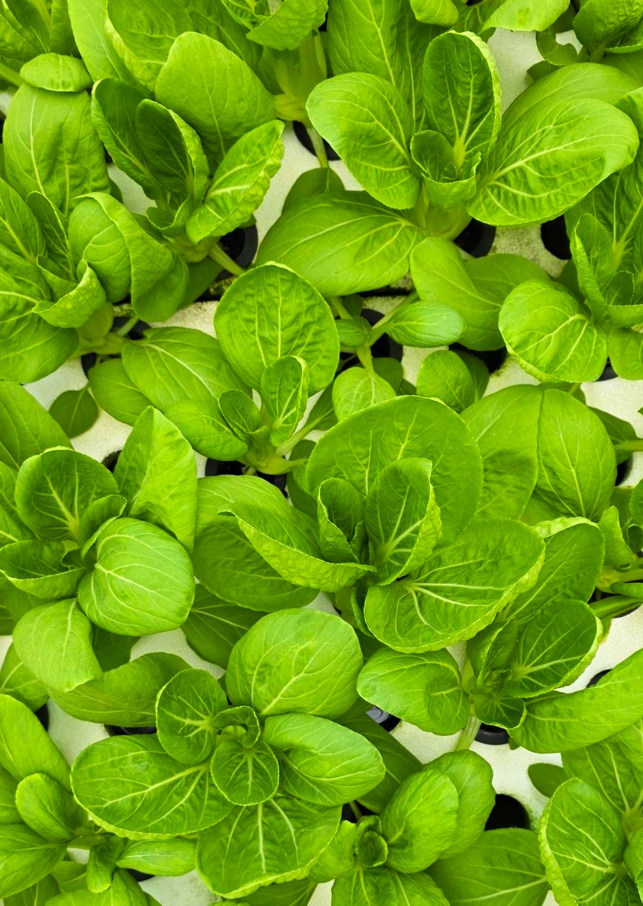 growing with hydroponics on remote islands.jpg